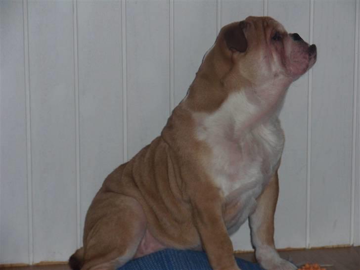 Engelsk bulldog Uffe Eric Cantona - Jeg er lækker, og jeg ved det billede 3