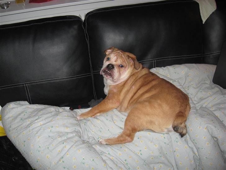 Engelsk bulldog Uffe Eric Cantona - Tager mig lige en slapper billede 4