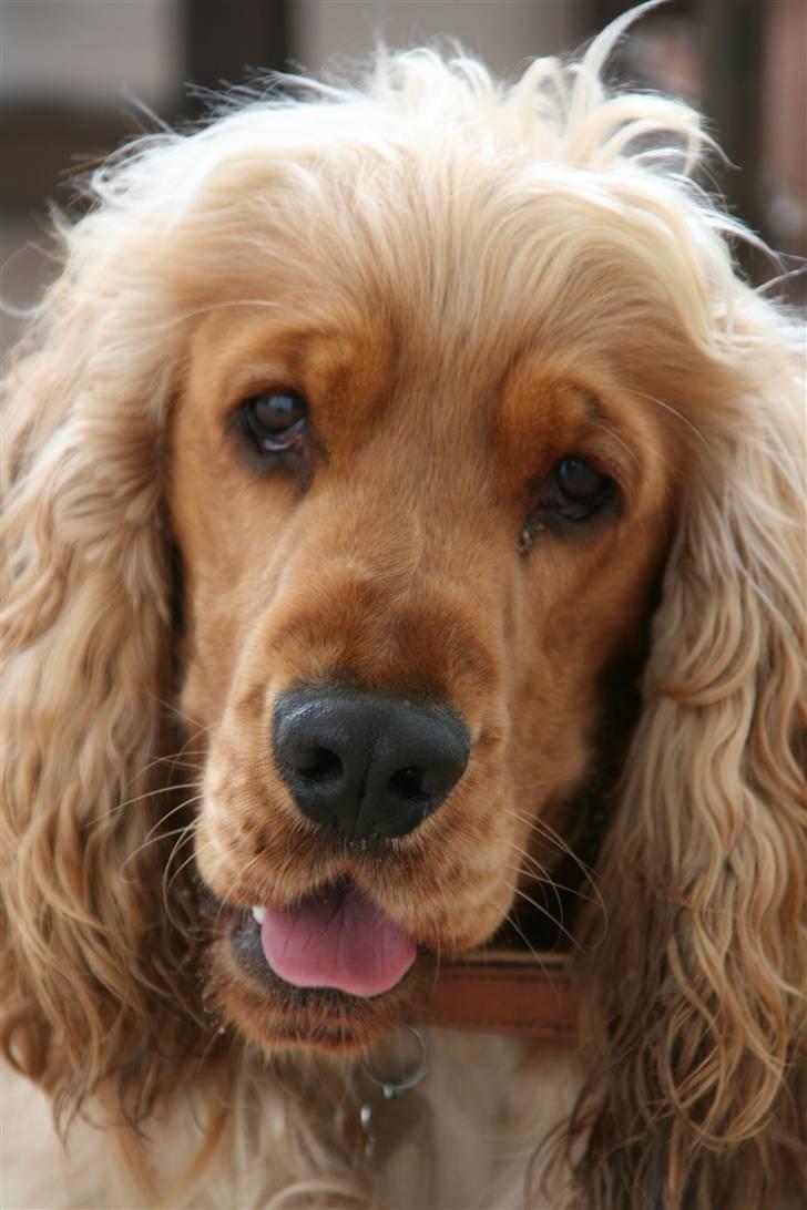 Cocker spaniel Aske - Skønne mig:-) billede 1