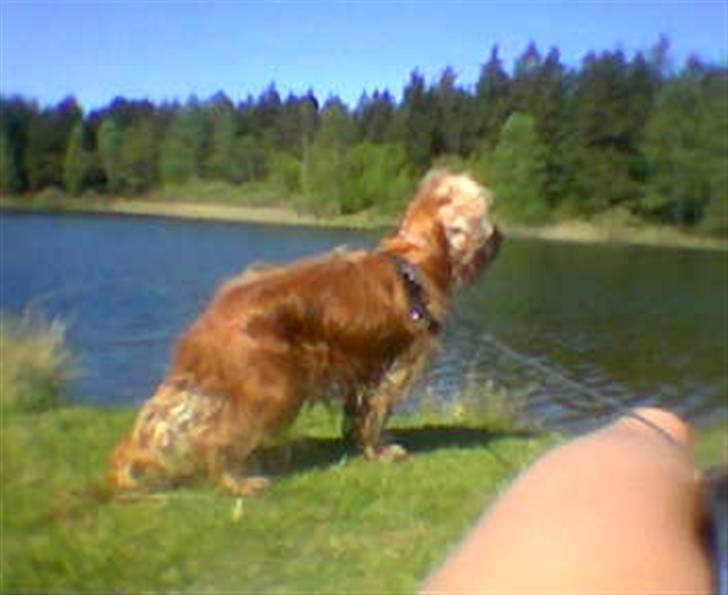 Cocker spaniel Aske billede 2