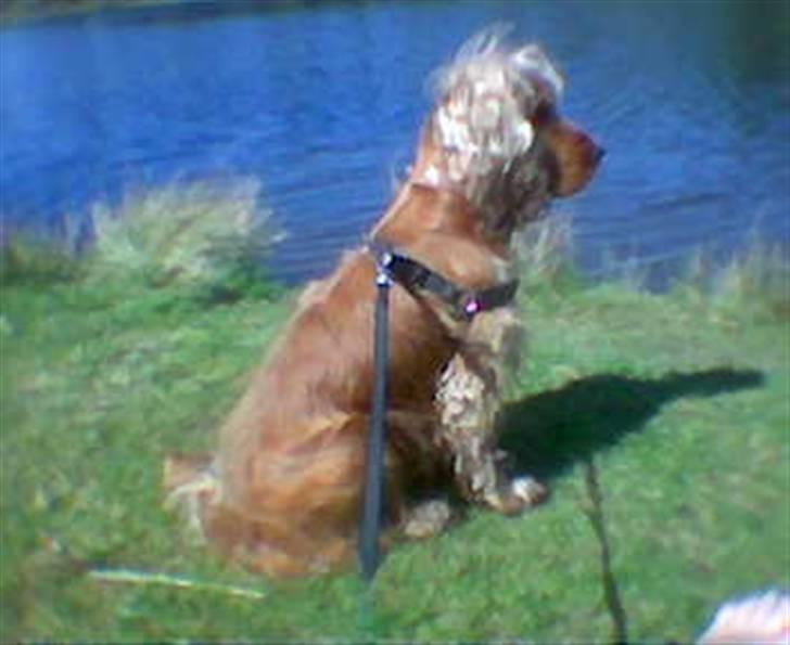 Cocker spaniel Aske billede 3