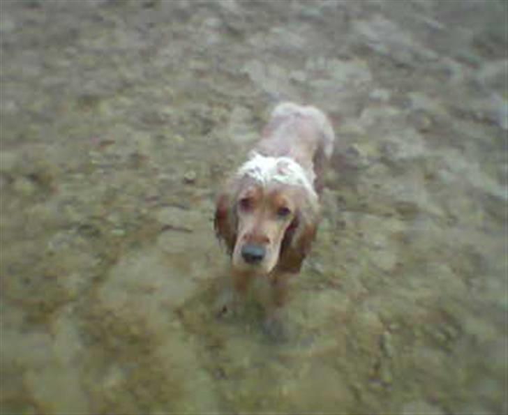 Cocker spaniel Aske billede 4