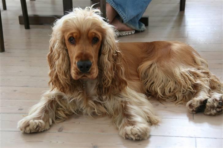 Cocker spaniel Aske billede 5