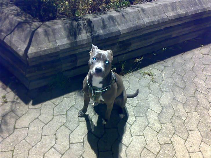 Amerikansk staffordshire terrier Banditten Nala.. billede 4