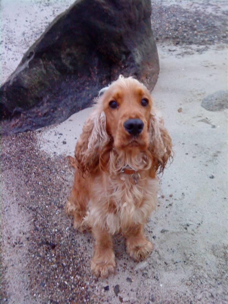 Cocker spaniel Aske billede 6