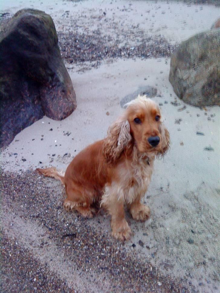 Cocker spaniel Aske - Her ser jeg da lidt betuttet ud, men d er altså bare fordi jeg er genert;-) Vi er lige en tur v vandet:-) billede 7