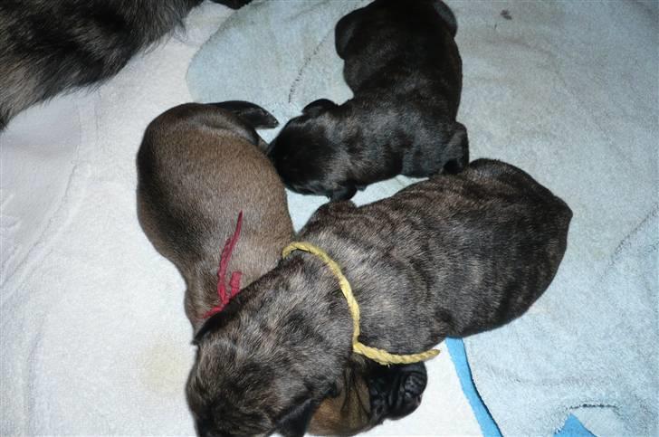 Mastiff Kira - Kira`s nyfødte hvalpe  billede 6