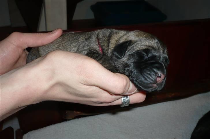 Mastiff Kira - Tæve billede 7