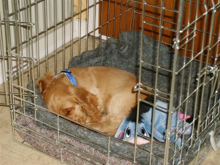 Cocker spaniel Aske - Så er jeg flyttet hjem til Jane. Min gudmor Louise havde købt et dejligt æseldyr til mig, så havde jeg én at putte med:-)  billede 8