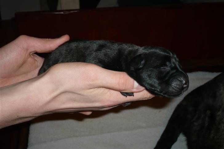 Mastiff Kira - Han billede 8