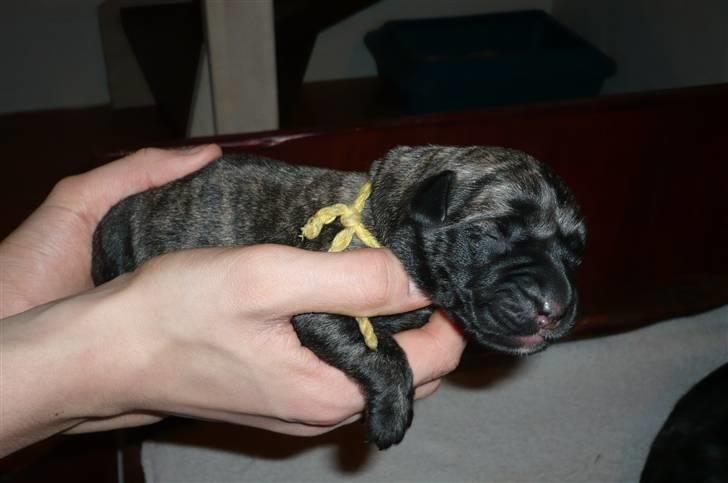 Mastiff Kira - Tæve billede 9