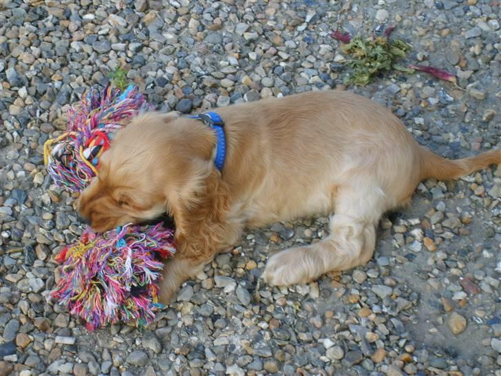 Cocker spaniel Aske billede 9