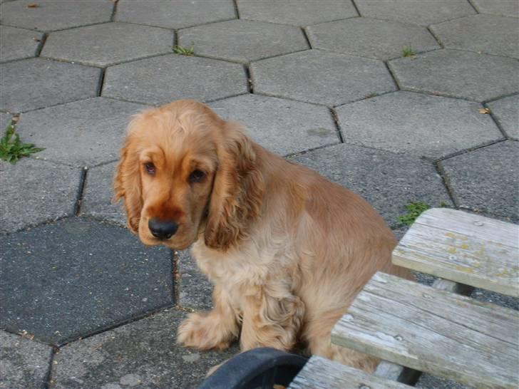 Cocker spaniel Aske billede 10