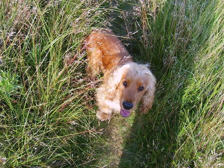 Cocker spaniel Aske - Hej! Jeg suser lige rundt og finder mus i det høje græs, he he. billede 11