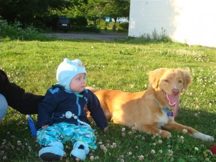 Nova scotia duck tolling retriever Simba billede 1