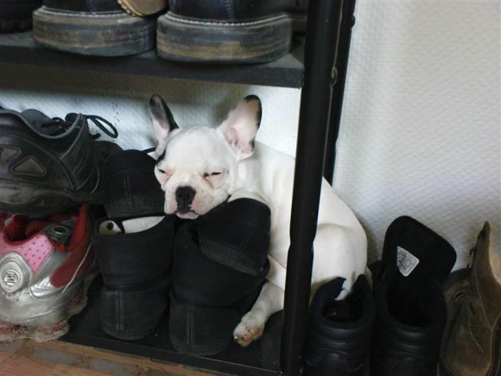 Fransk bulldog Malou billede 4