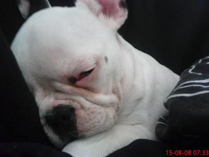 Fransk bulldog Malou billede 5