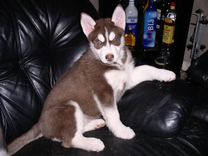 Siberian husky snowhuskyziemabor nala billede 9