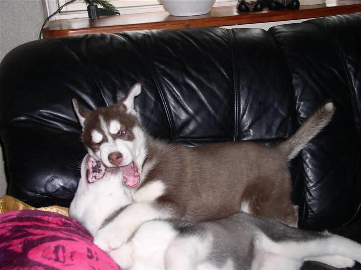 Siberian husky snowhuskyziemabor nala billede 10