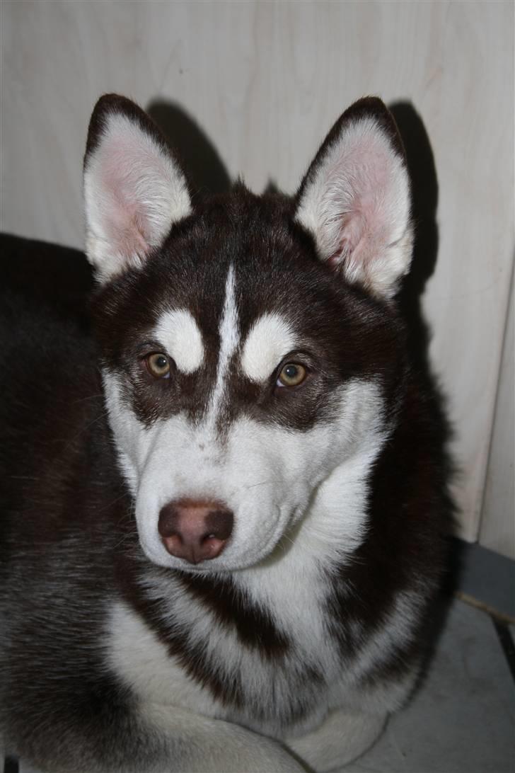 Siberian husky snowhuskyziemabor nala billede 11