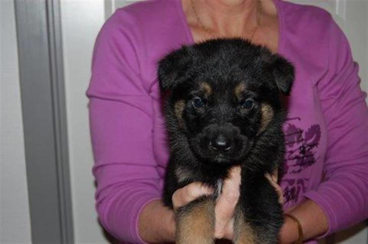 Schæferhund Laguso Qatto billede 1