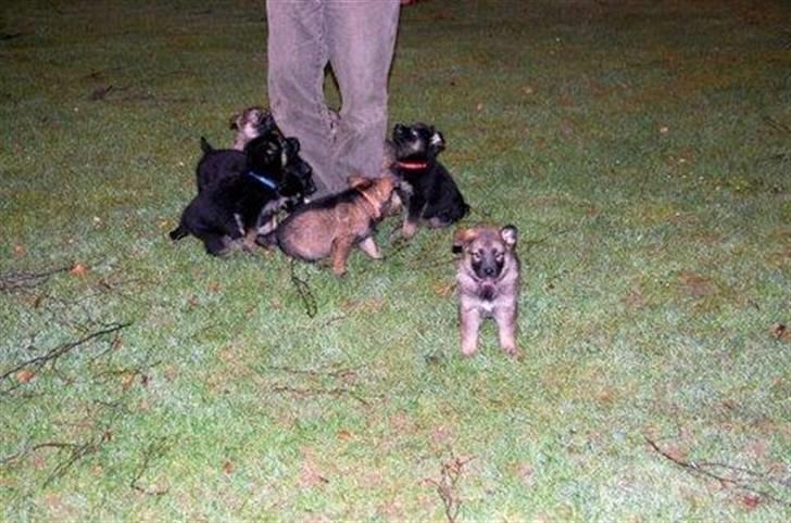 Schæferhund Laguso Qatto billede 3