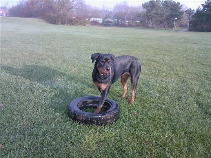 Rottweiler Angel - så prøver vi lige med et dæk igen billede 17