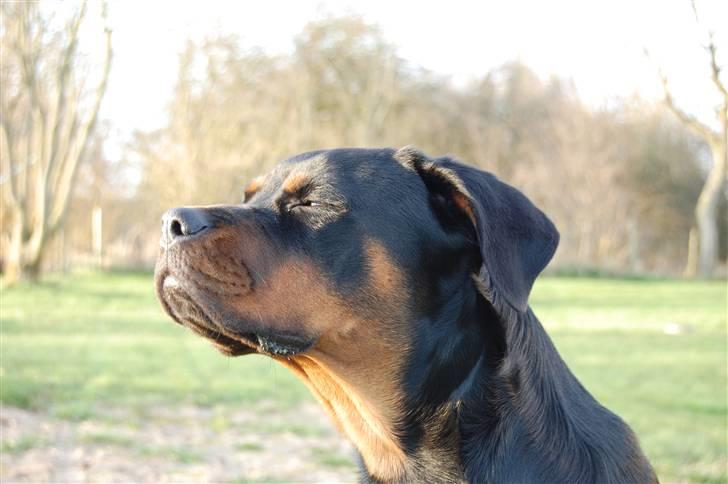 Rottweiler Angel billede 18