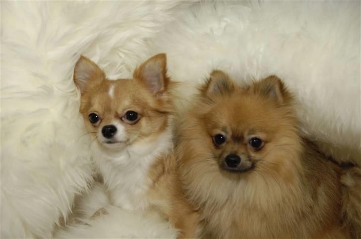 Pomeranian Malik R.I.P - Mig og min kæreste <3 billede 11