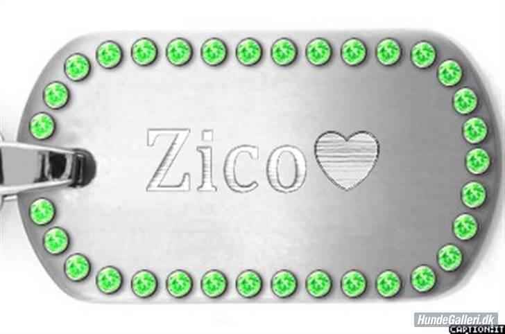 Schnauzer zico billede 17