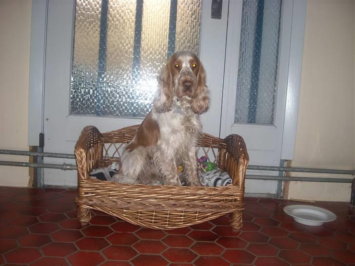 Cocker spaniel Micki - HEJ:D billede 2