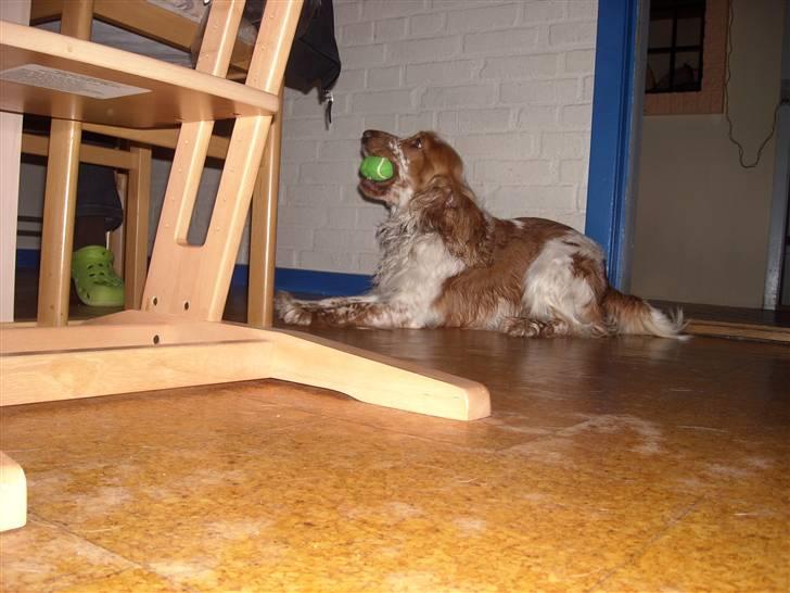 Cocker spaniel Micki - leg med mig!! billede 3