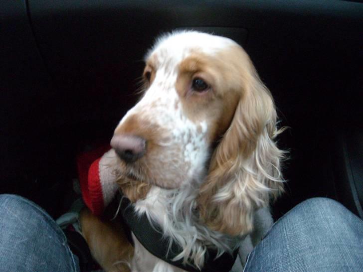 Cocker spaniel Micki - vi er lige ude og køre;) billede 5