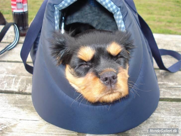 Cavalier king charles spaniel (Souvinier's) Almunia - Man bliver træt ved sådan et træf i skoleskoven. billede 17