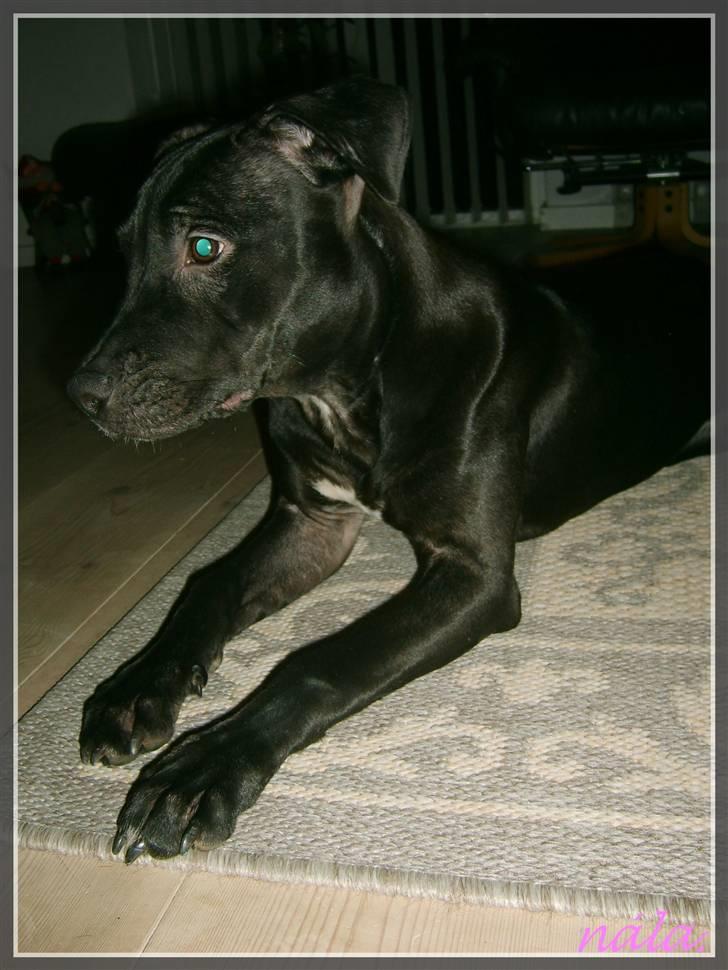 Amerikansk staffordshire terrier - nála billede 8