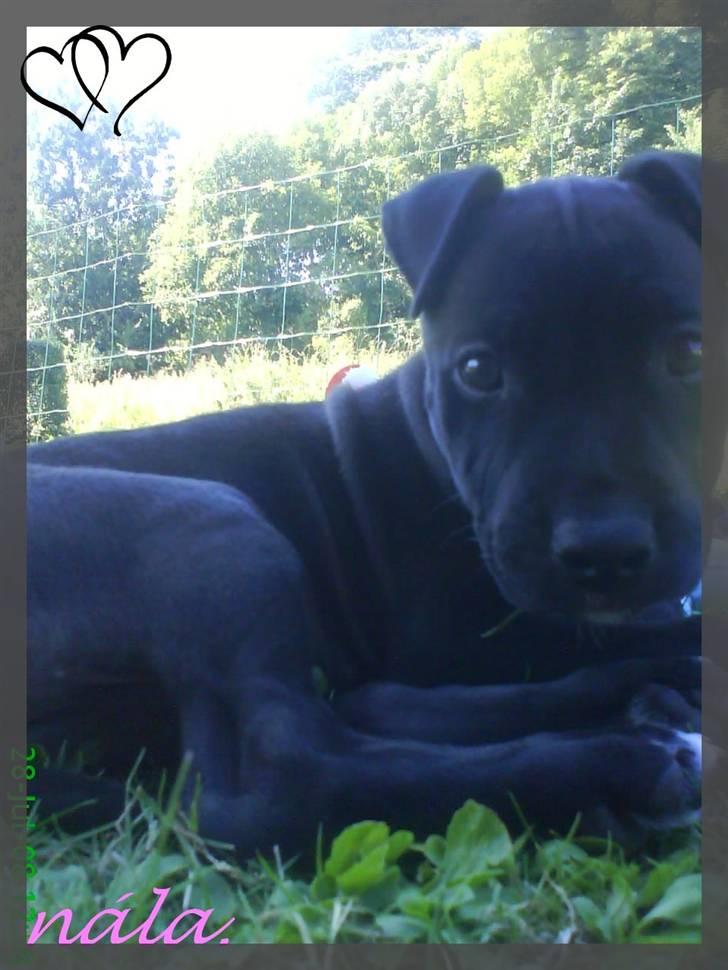 Amerikansk staffordshire terrier - nála - sommér 08. billede 9