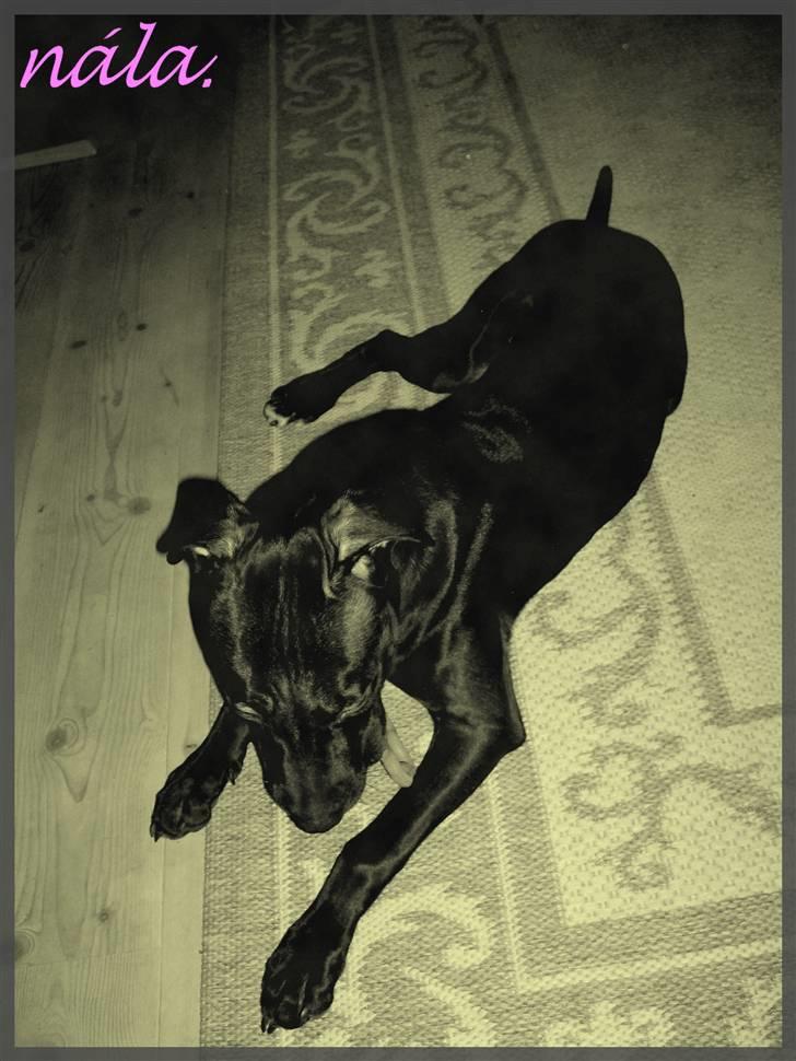 Amerikansk staffordshire terrier - nála billede 10