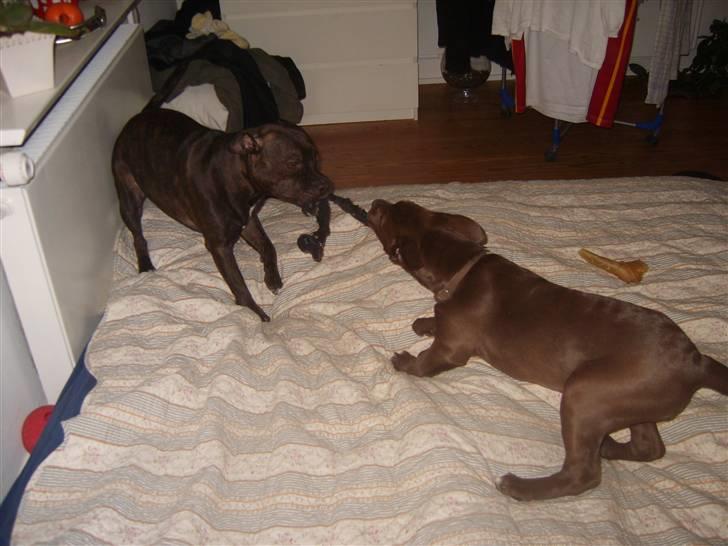 Blanding af racer Noma billede 11