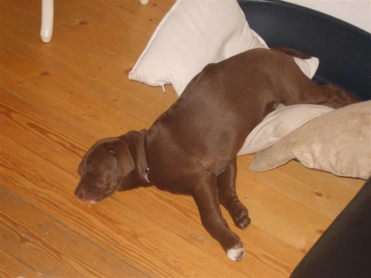 Blanding af racer Noma billede 12