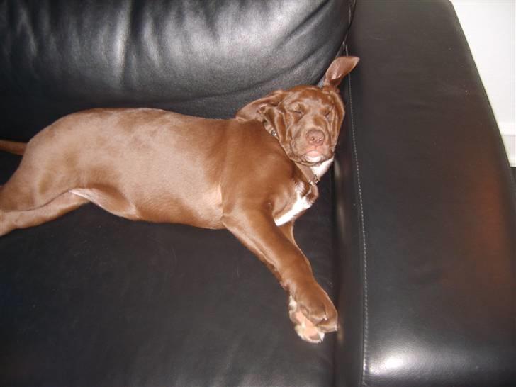 Blanding af racer Noma billede 13