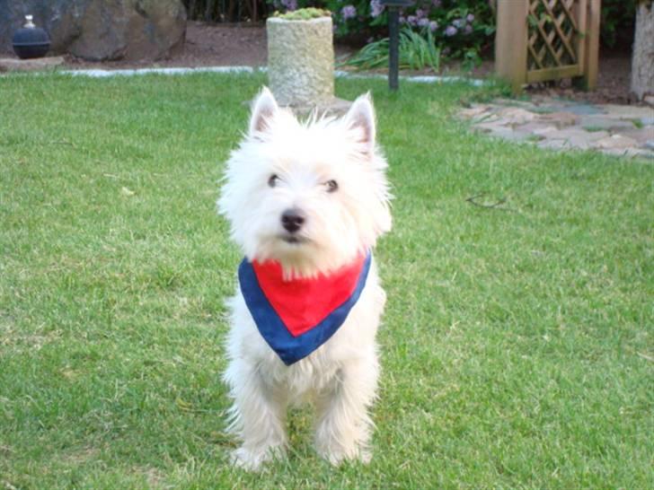 West highland white terrier Victor Wistie billede 1