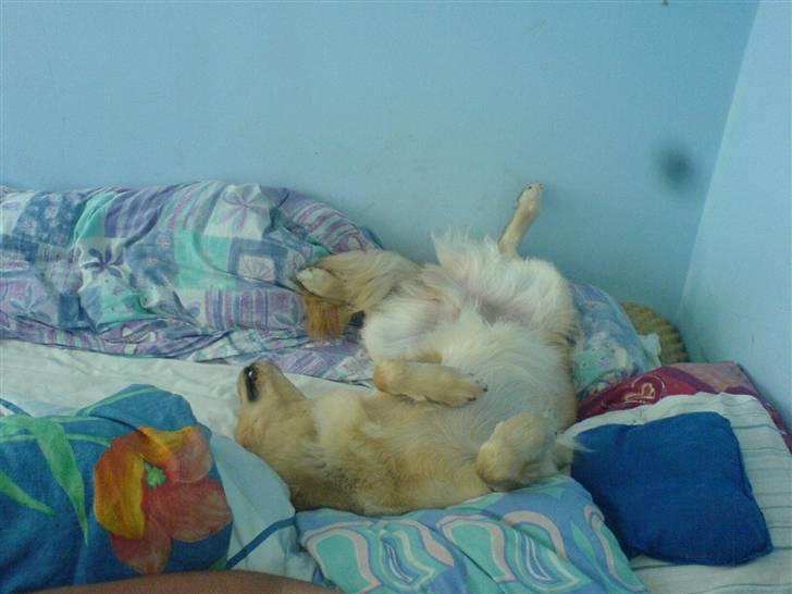 Blanding af racer Felix  - her ligger jeg og sover så godt i mors seng billede 18