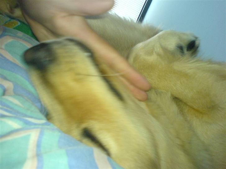 Blanding af racer Felix  - far driller når man ligger og sover i mors seng billede 19