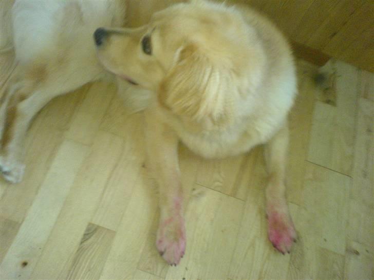 Blanding af racer Felix  - her har jeg kommet til at spise en lyserød sprit tush så jeg må desværre havde lyserøde poter i et stykke tid, dumt gjort billede 20