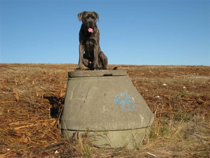 Cane corso Capone - Ja her sidder han så med læbestiften fremme og et flabet smil... ;o) billede 13