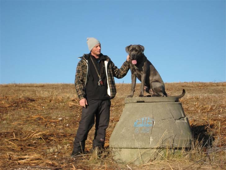 Cane corso Capone - Capone og far.... nu et 1 år, 72 cm over skuldre og 55 kg billede 14