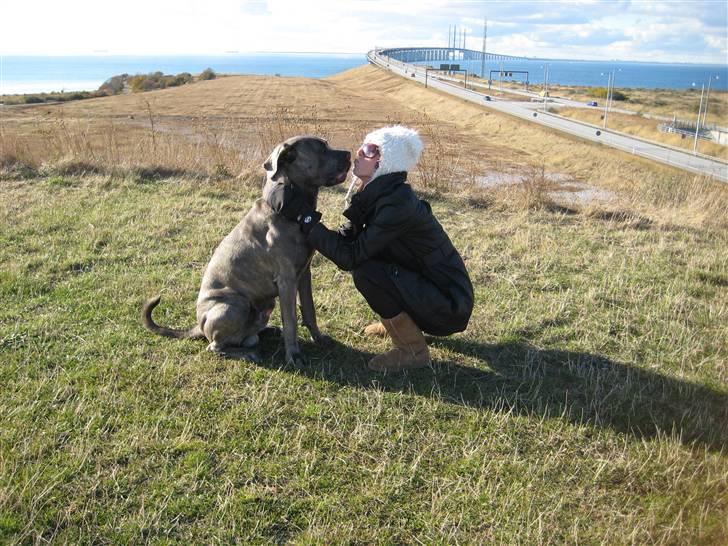 Cane corso Capone - En lille møzzer ved broen.... ;o) billede 15