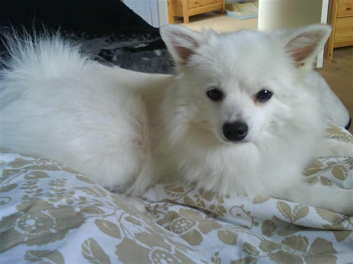 Volpino italiano Chulo - Chulo på min lillesøsters seng. Billede: Lillesøster Line billede 12