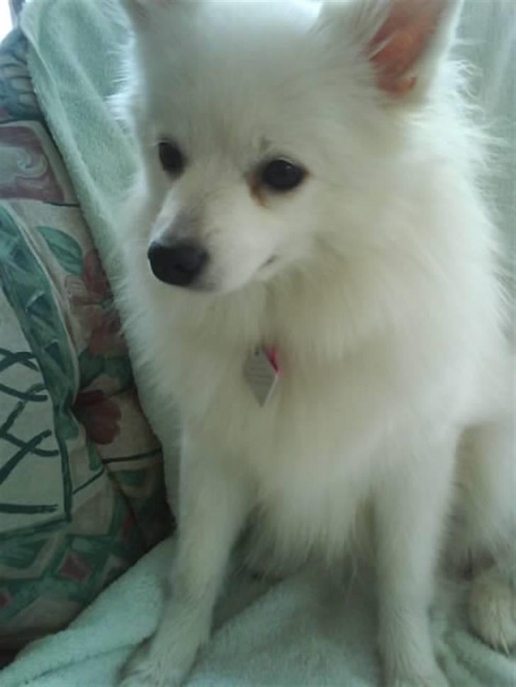 Volpino italiano Chulo - Chulo på stolen nede i stuen. Billede: Lillesøster Line billede 13