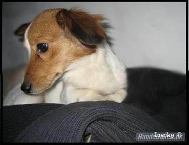 Blanding af racer Badman's *Lucky* Day. billede 17